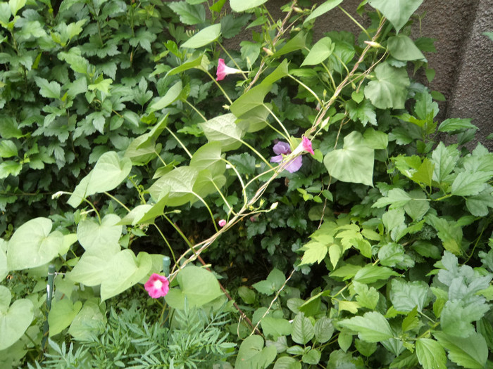 "Miciurin" - FLORI IN GRADINA 2011