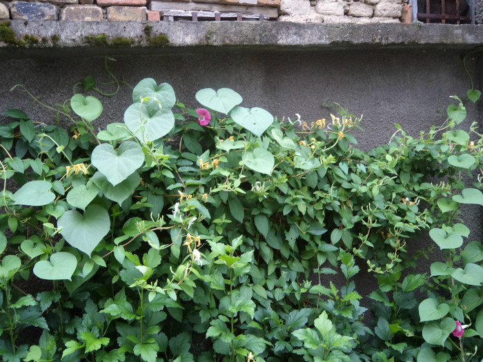 "Miciurin" de Resita - FLORI IN GRADINA 2011