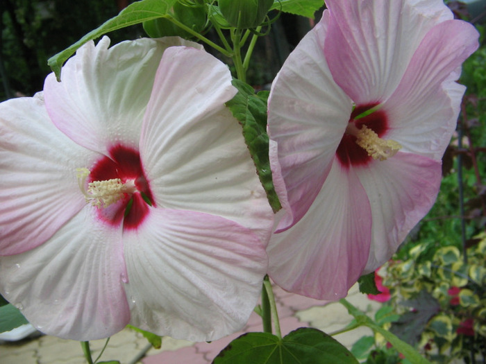 Copy of IMG_0001 - Hibiscus Gradina