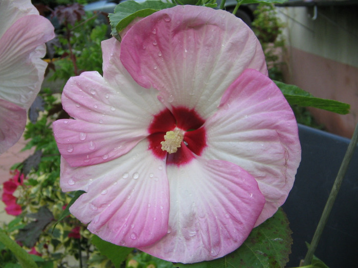 Copy of IMG_0002 - Hibiscus Gradina