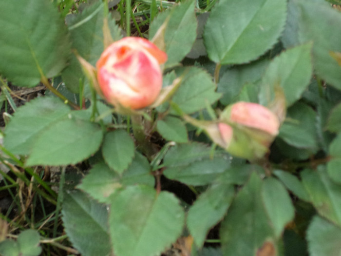 Floare de mini-trandafir - Trandafiri 2011