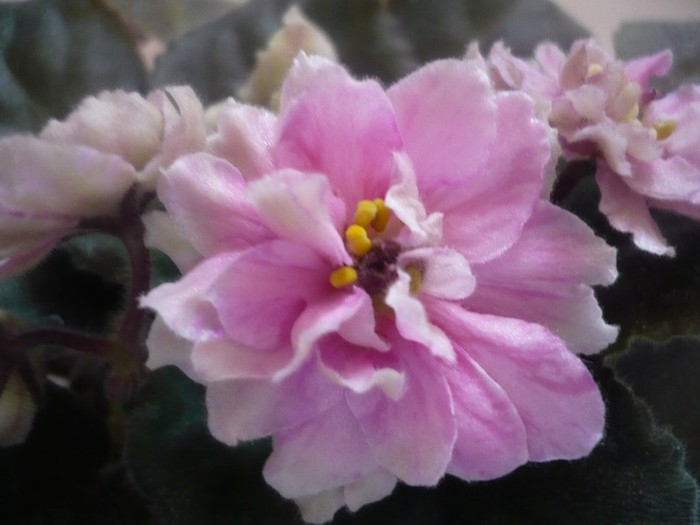 Lyon's Harvest Moon - VIOLETE DE COLECTIE