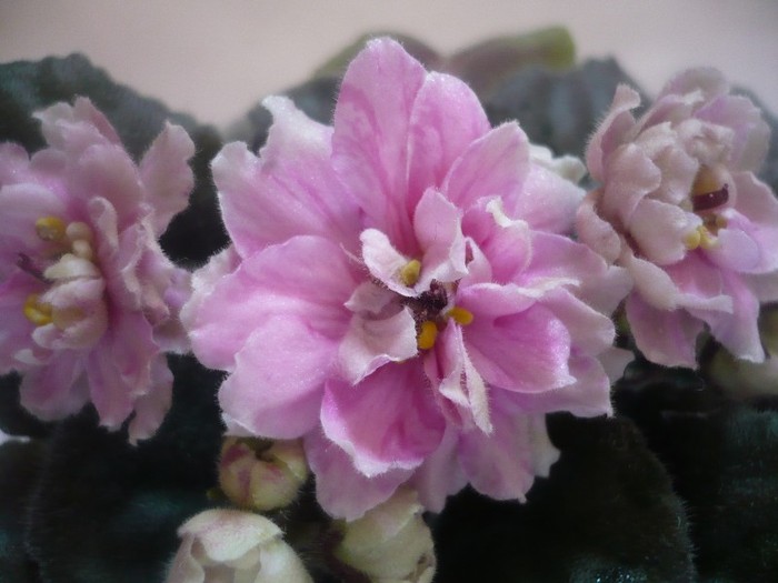 Lyon's Harvest Moon - VIOLETE DE COLECTIE