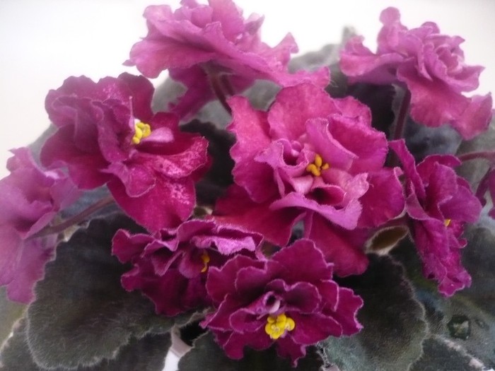 Buckeye Cranberry Sparkler - VIOLETE DE COLECTIE