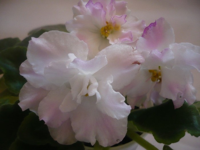 RS Rozovyi Rai - VIOLETE DE COLECTIE