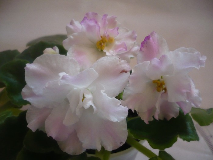 RS Rozovyi Rai - VIOLETE DE COLECTIE