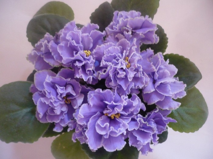 Ruffled Skies - VIOLETE DE COLECTIE