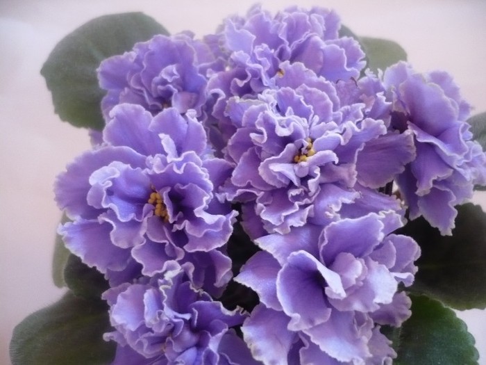 Ruffled Skies - VIOLETE DE COLECTIE