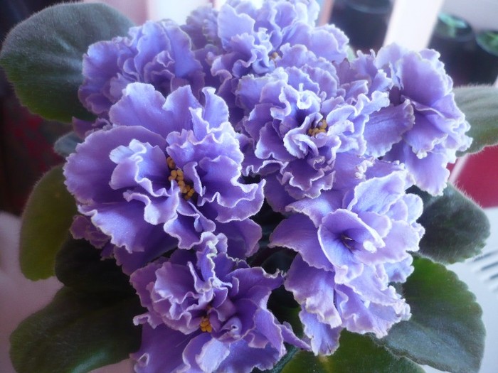 Ruffled Skies - VIOLETE DE COLECTIE