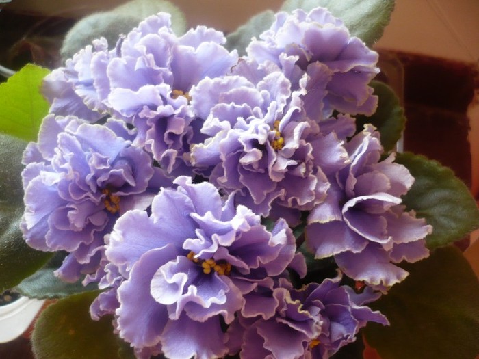 Ruffled Skies - VIOLETE DE COLECTIE