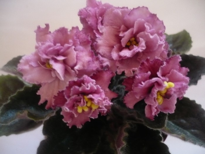 Cinnamon Gumdrops - VIOLETE DE COLECTIE