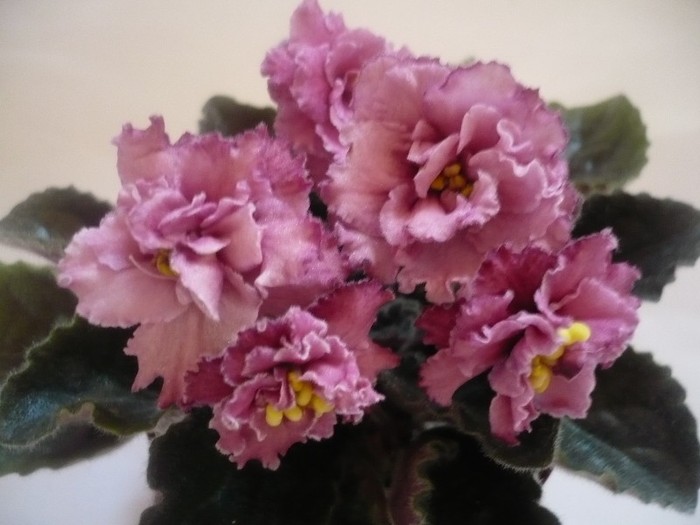 Cinnamon Gumdrops - VIOLETE DE COLECTIE