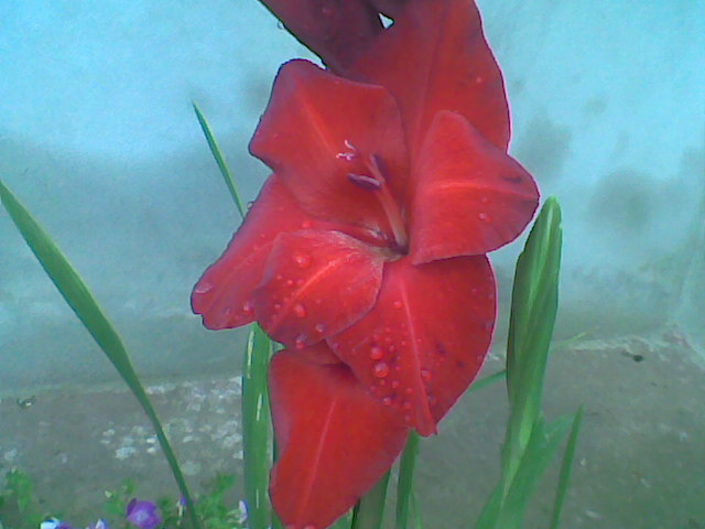 Imag039 - Gladiole 2011