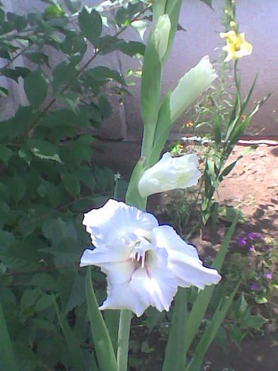 alba - Gladiole 2011