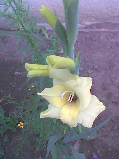 Imag029 - Gladiole 2011