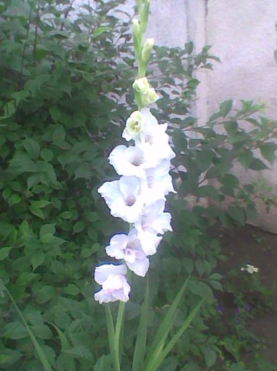 Imag000 - Gladiole 2011