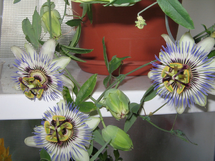 26.07.2011 - Passiflora 2011