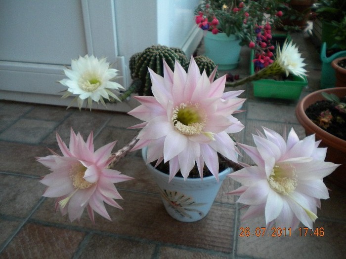 DSCN1147[1] - Crinii mei  si alte flori 2011 si incepe sezonul 2012