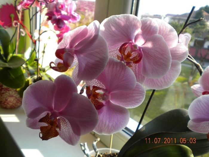 DSCN1141[1] - orhidee 2011