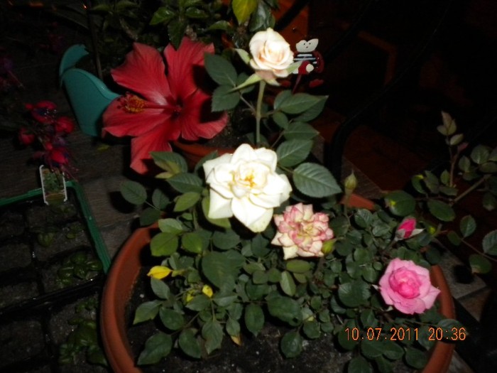 DSCN1140[1] - Crinii mei  si alte flori 2011 si incepe sezonul 2012