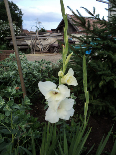 DSC03701 - Gladiole 2011