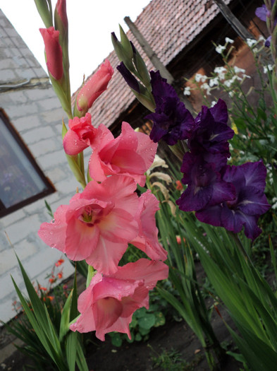 DSC03710 - Gladiole 2011