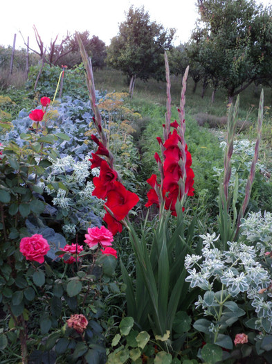 DSC03698 - Gladiole 2011