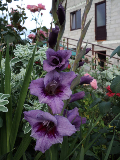 DSC03700 - Gladiole 2011