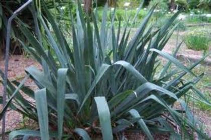 yucca_filamentosa - Plante pe care le doresc