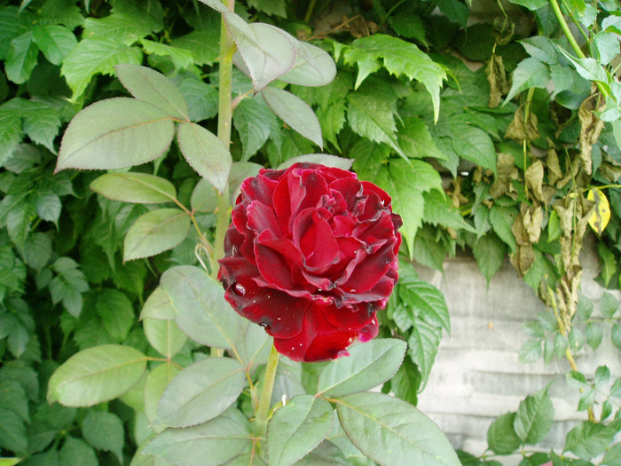 P1010091