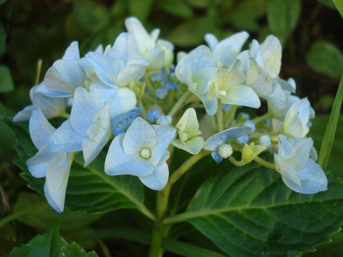 Blue Hydrangea (2011, July 10) - Hydrangea Blue