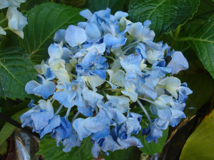 Blue Hortensia (2011, July 10) - Hydrangea Blue