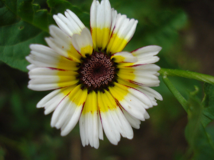 Tricolor Daisy (2011, July 23)