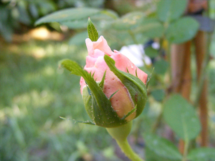 Abraham Darby (AUScot,Candy Rain); Shrub(arbust),floare medie,infloreste in ciorchini,70petale,parfum puternic(5 din 5 puncte)h1,2-3,05
