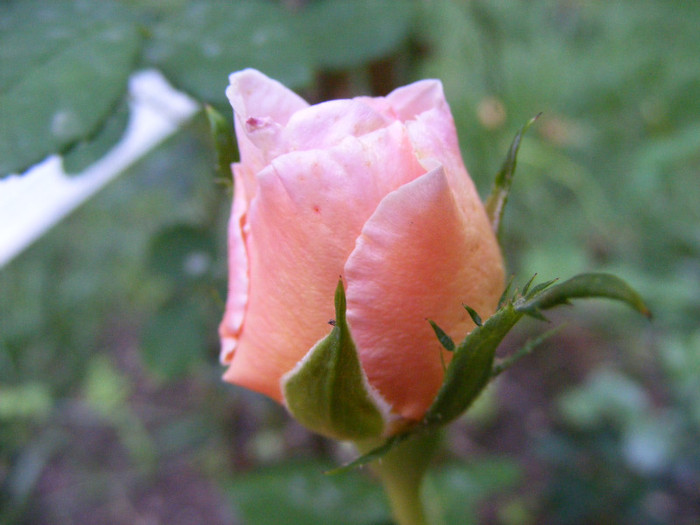 Abraham Darby (AUScot,Candy Rain); Shrub(arbust),floare medie,infloreste in ciorchini,70petale,parfum puternic(5 din 5 puncte)h1,2-3,05
