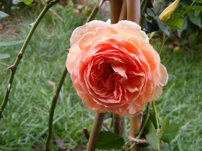 Abraham Darby (AUScot,Candy Rain); Shrub(arbust),floare medie,infloreste in ciorchini,70petale,parfum puternic(5 din 5 puncte)h1,2-3,05
