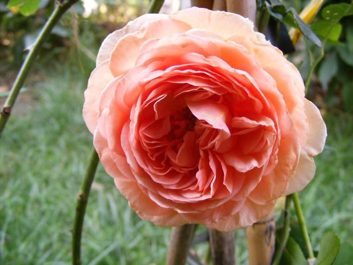 Abraham Darby (AUScot,Candy Rain); Shrub(arbust),floare medie,infloreste in ciorchini,70petale,parfum puternic(5 din 5 puncte)h1,2-3,05
