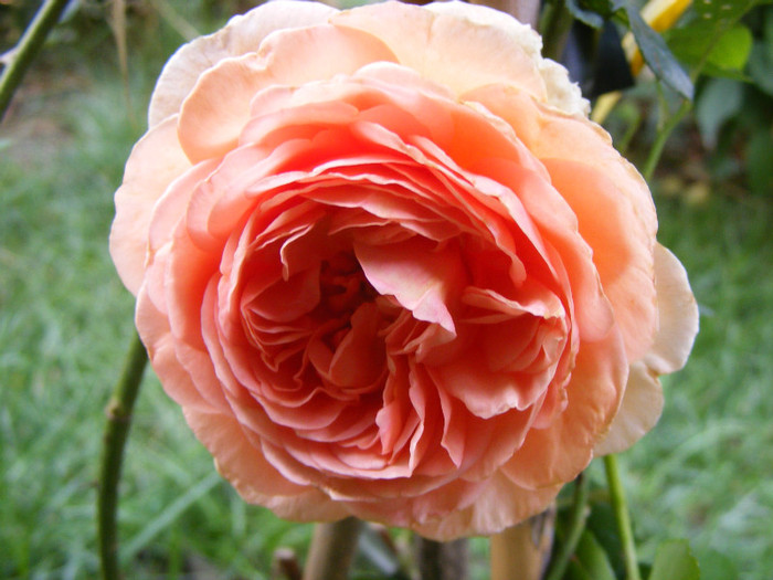 Abraham Darby (AUScot,Candy Rain); Shrub(arbust),floare medie,infloreste in ciorchini,70petale,parfum puternic(5 din 5 puncte)h1,2-3,05
