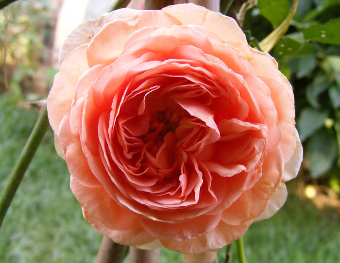 Abraham Darby (AUScot,Candy Rain); Shrub(arbust),floare medie,infloreste in ciorchini,70petale,parfum puternic(5 din 5 puncte)h1,2-3,05
