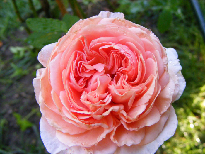 Abraham Darby (AUScot,Candy Rain); Shrub(arbust),floare medie,infloreste in ciorchini,70petale,parfum puternic(5 din 5 puncte)h1,2-3,05

