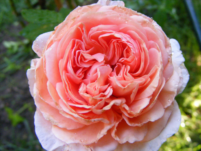 Abraham Darby (AUScot,Candy Rain); Shrub(arbust),floare medie,infloreste in ciorchini,70petale,parfum puternic(5 din 5 puncte)h1,2-3,05
