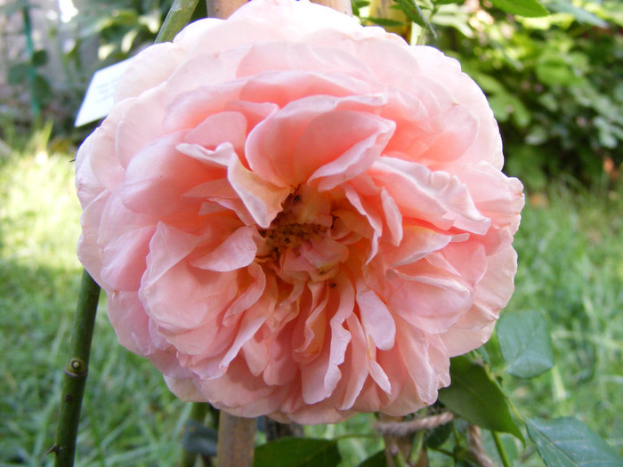 Abraham Darby (AUScot,Candy Rain); Shrub(arbust),floare medie,infloreste in ciorchini,70petale,parfum puternic(5 din 5 puncte)h1,2-3,05

