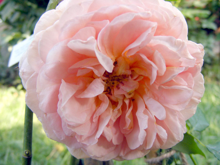 Abraham Darby (AUScot,Candy Rain); Shrub(arbust),floare medie,infloreste in ciorchini,70petale,parfum puternic(5 din 5 puncte)h1,2-3,05
