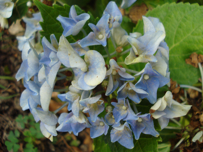 Blue Hortensia (2011, July 23) - Hydrangea Blue