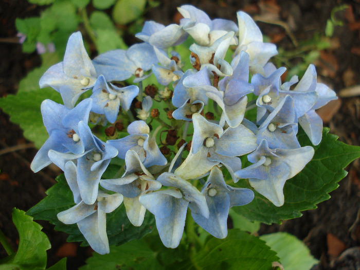 Blue Hortensia (2011, July 24) - Hydrangea Blue