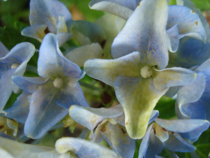 Blue Hydrangea (2011, July 24) - Hydrangea Blue