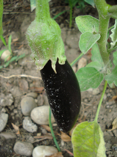 Eggplant Early Purple (2011, July 23) - Eggplants Early Purple