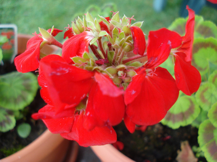 Geranium Upright Red (2011, July 24) - Geranium Upright Red