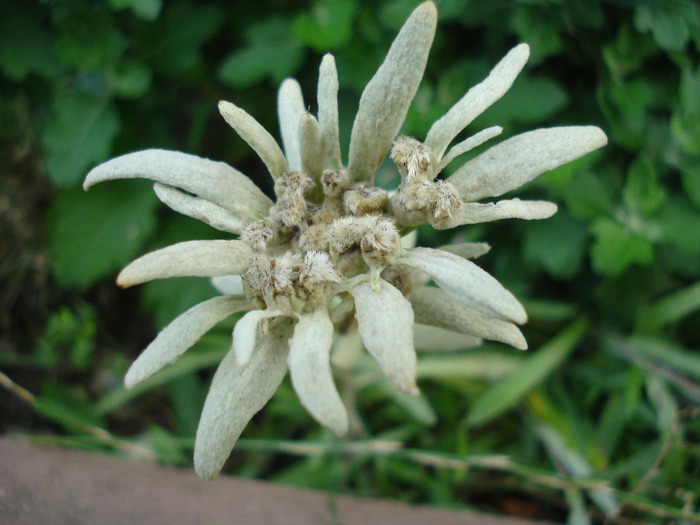 Leontopodium alpinum (2011, July 24)