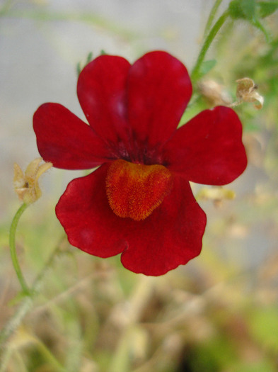 Sunsatia Cranberry (2011, July 23) - Nemesia Cranberry